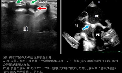 孕妇补血吃那些食物好呢-孕妇补血吃那些食物最好、孕妇补血口服液哪个牌子好 -孕妇补血吃那些食物网